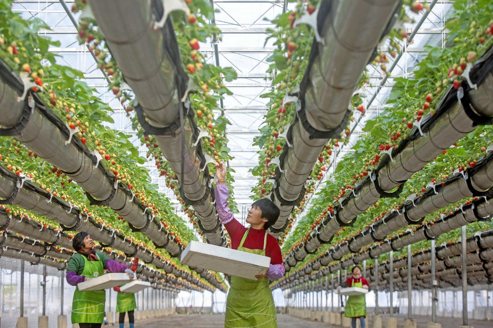 China to advance work related to agriculture, rural areas, farmers with concrete efforts