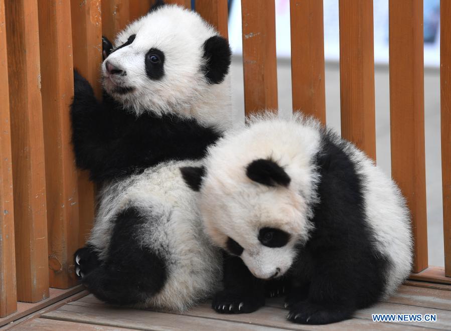 Giant panda cubs play at Qinling breeding and research center in Shaanxi