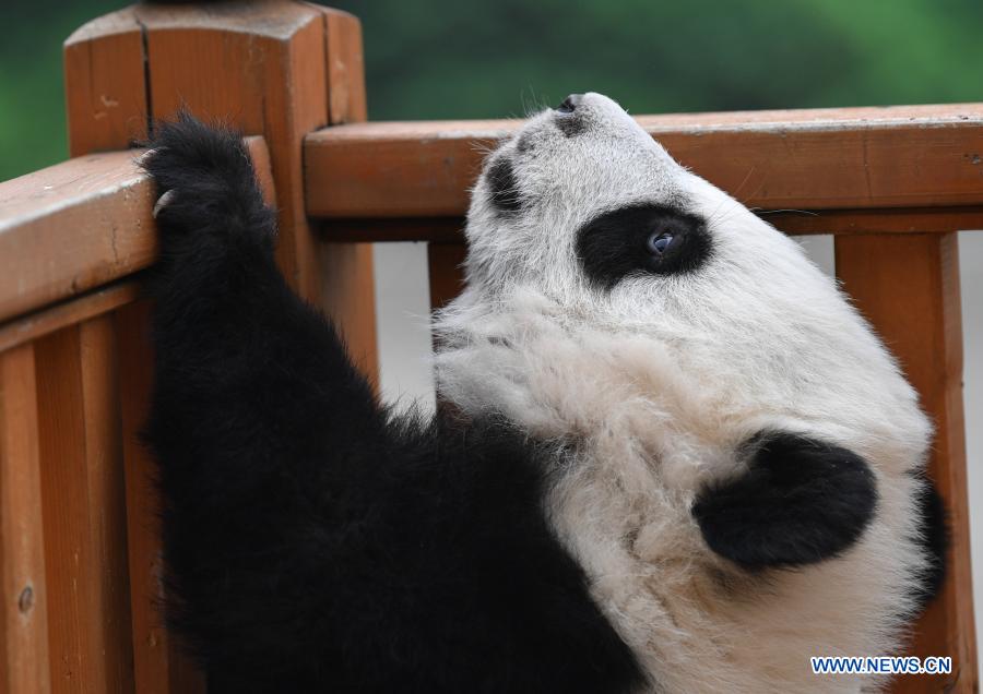 Giant panda cubs play at Qinling breeding and research center in Shaanxi