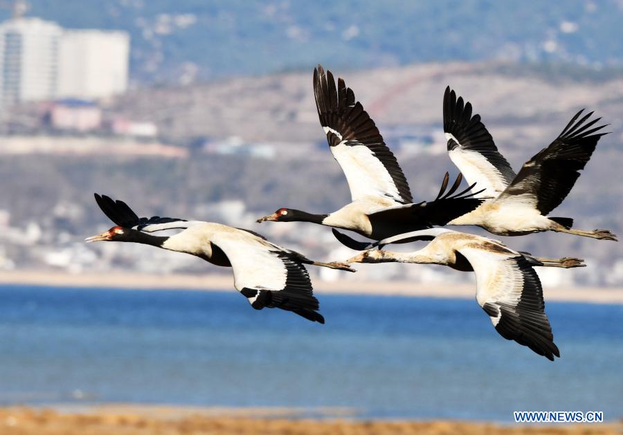 Guizhou promotes wetland restoration