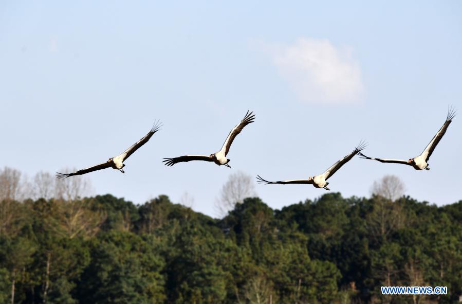 Guizhou promotes wetland restoration
