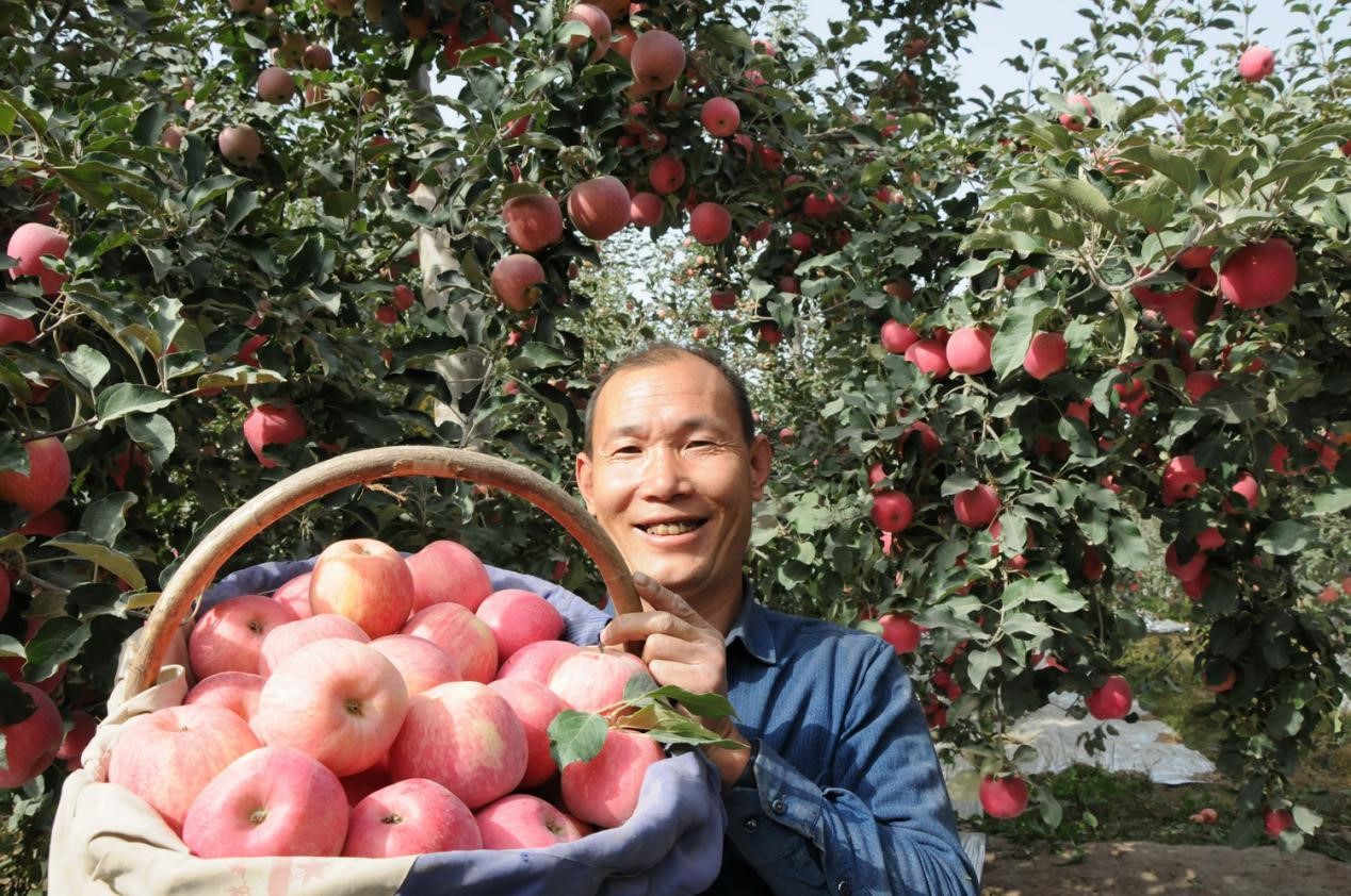 Fruit industry leads Xinjiang's Aksu to prosperity