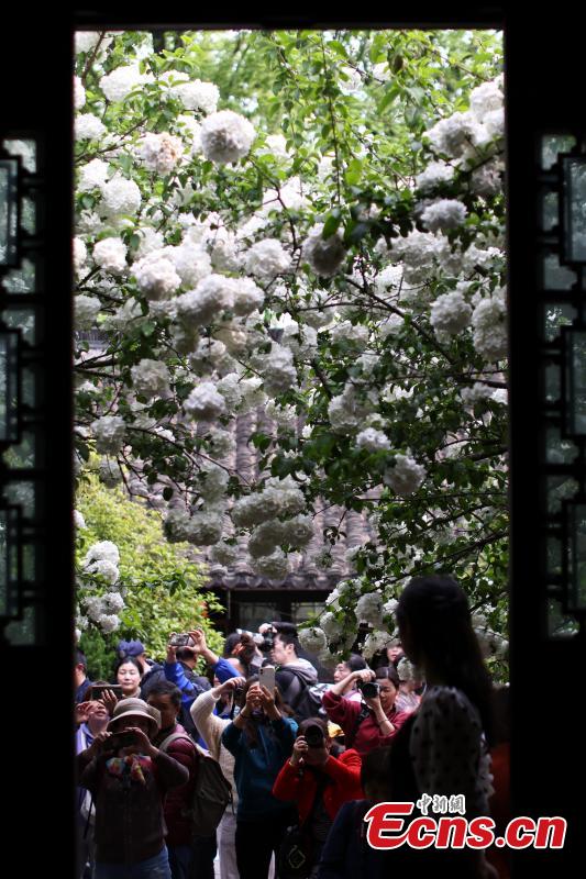 Blooming hydrangeas flowers attract visitors to Nanjing