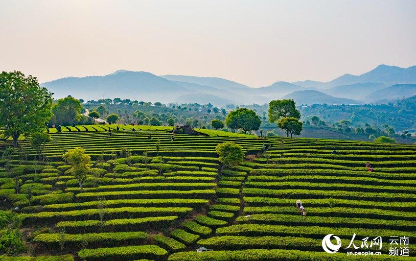 Ning'er of SW China's Yunnan ushers in booming tea-picking season