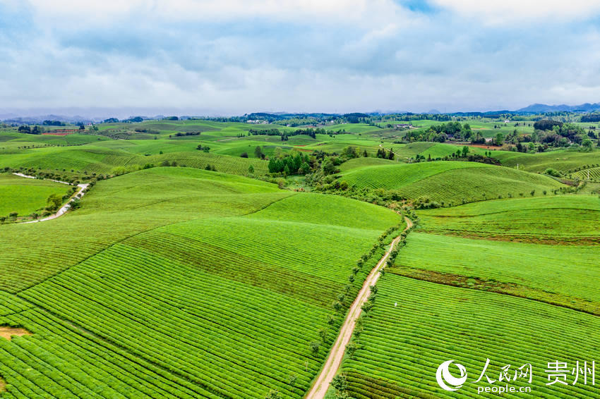 County in SW China's Guizhou province marches toward prosperity by exploring tea business
