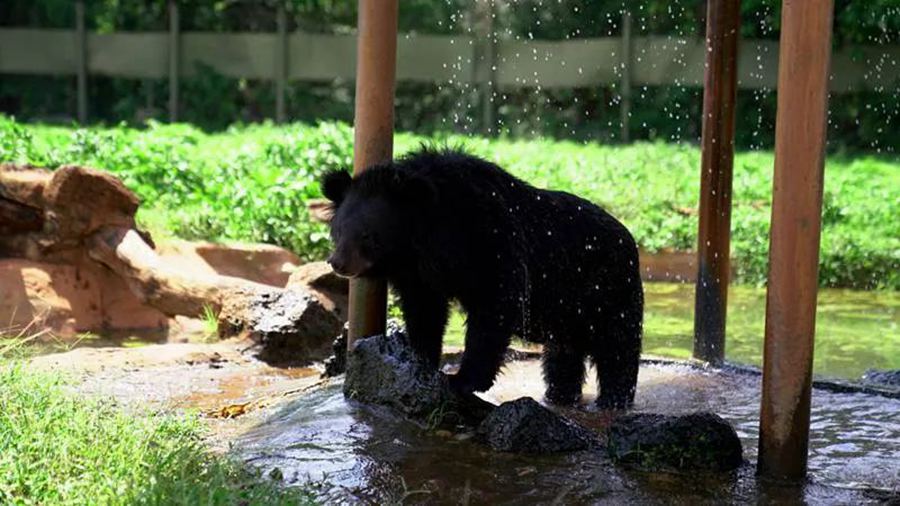 Hainan zoo helps keep animals cool in scorching summer