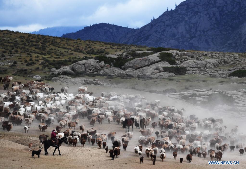 Ethnic Kazakh herdsmen move livestock to summer pastures in China's Xinjiang