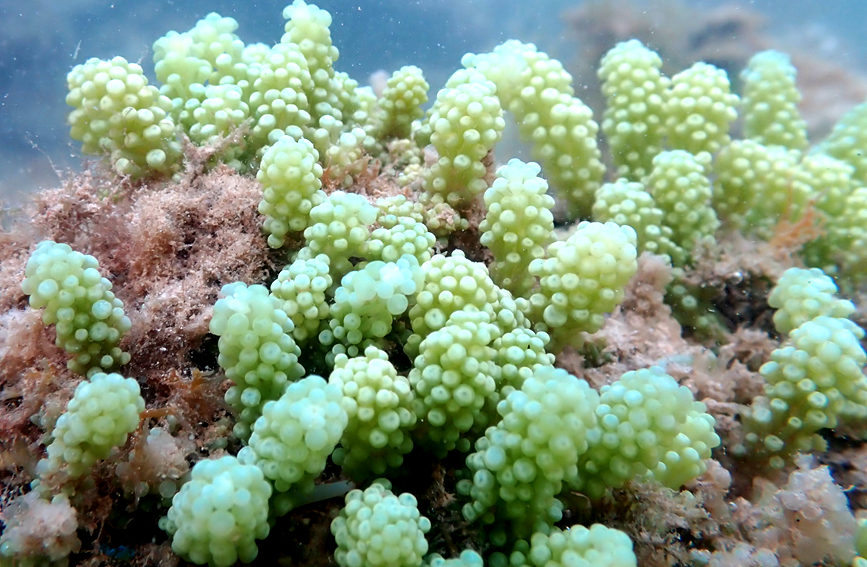 S China's Hainan home to restored coral oases