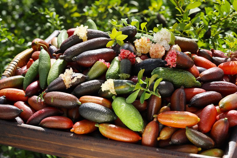 A peek into tropical fruit tree planting base in Hainan, south China