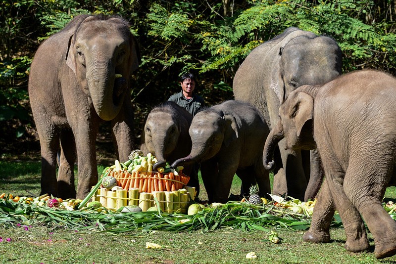 Asian elephants’ Sweet home in Yunnan