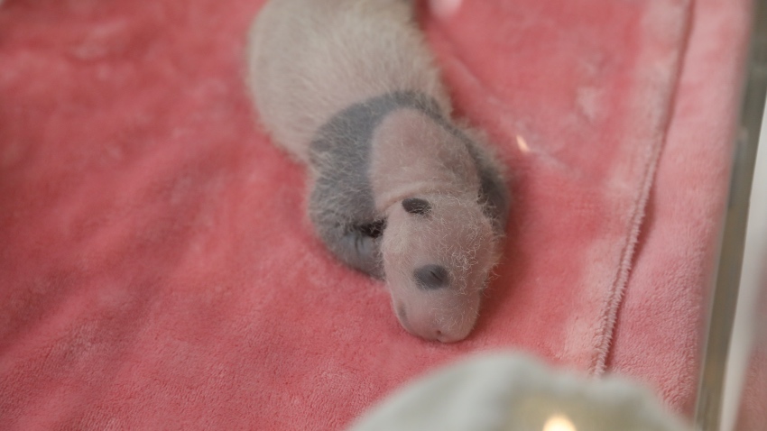 Giant panda cub Bao Lu grows black patches as he gets older