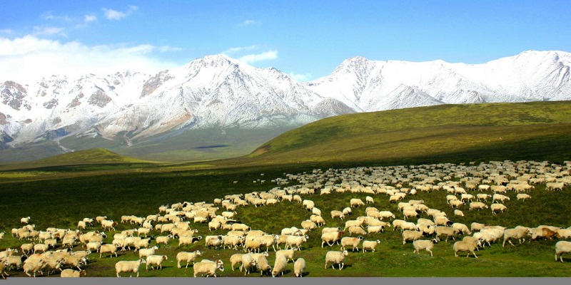 Exhibition held to showcase richness of biodiversity in NW China’s Qinghai