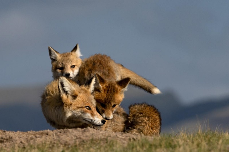 Exhibition held to showcase richness of biodiversity in NW China’s Qinghai