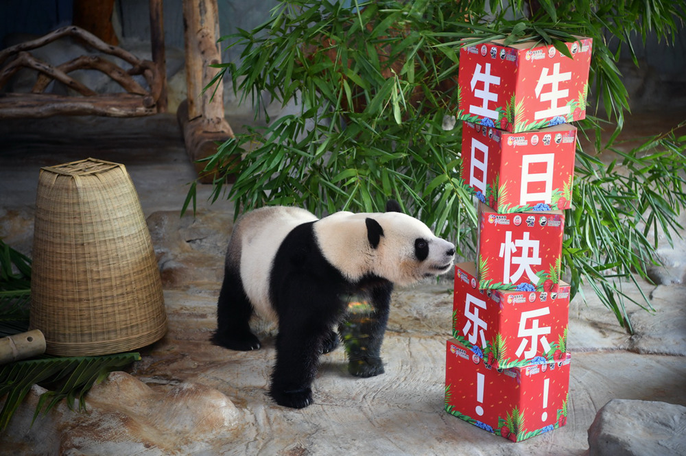 Eighth birthday for pair of giant pandas celebrated in Haikou, Hainan province