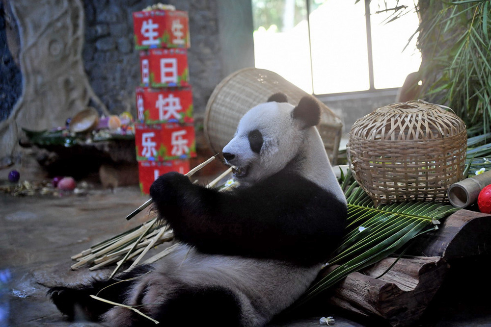 Eighth birthday for pair of giant pandas celebrated in Haikou, Hainan province