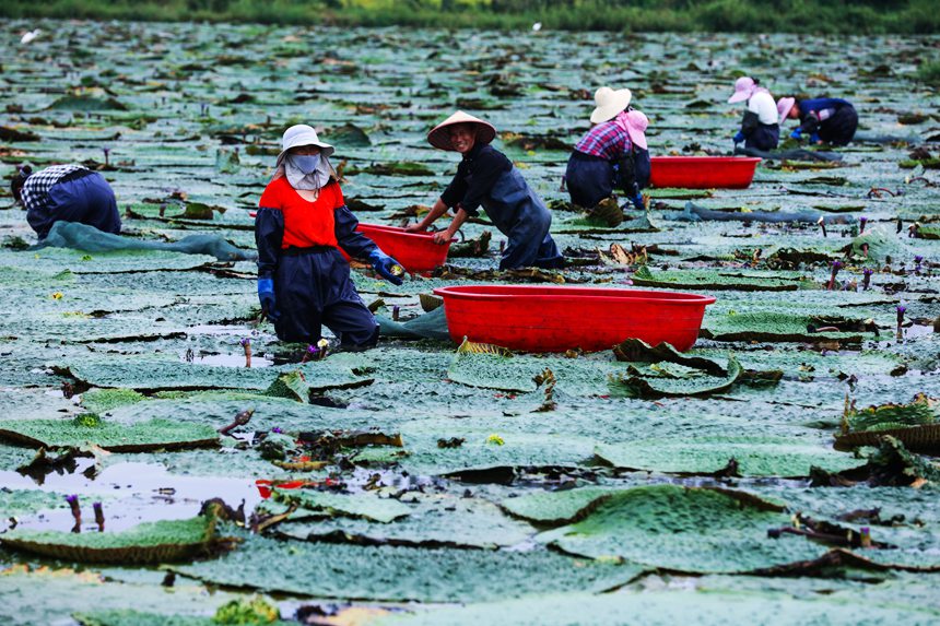 Farmers in central China's Henan busy harvesting gorgon fruit