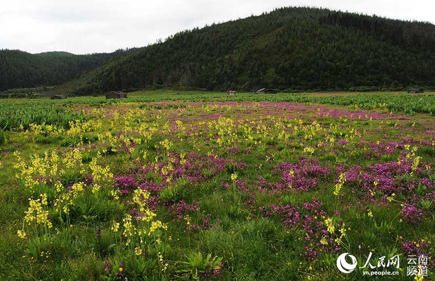 Discovering Yunnan's eight best-known beautiful flowers: fairy primrose