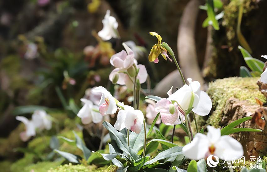 Discovering Yunnan's eight best-known beautiful flowers: orchid
