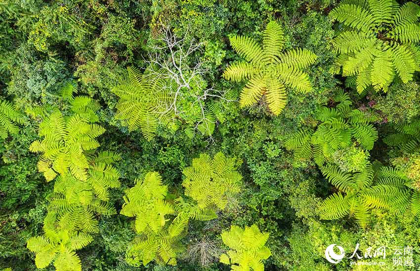 Yunnan’s Xiaoheishan Provincial Nature Reserve: ideal habitat for rare wild plants