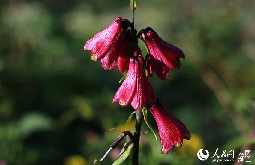 Discovering Yunnan's eight best-known beautiful flowers: lily