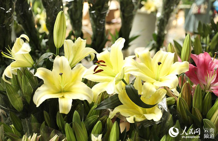 Discovering Yunnan's eight best-known beautiful flowers: lily