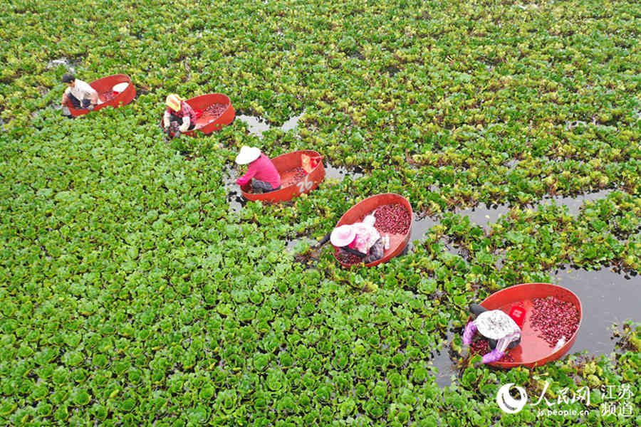 China's Jiangsu reaps a bumper autumn harvest