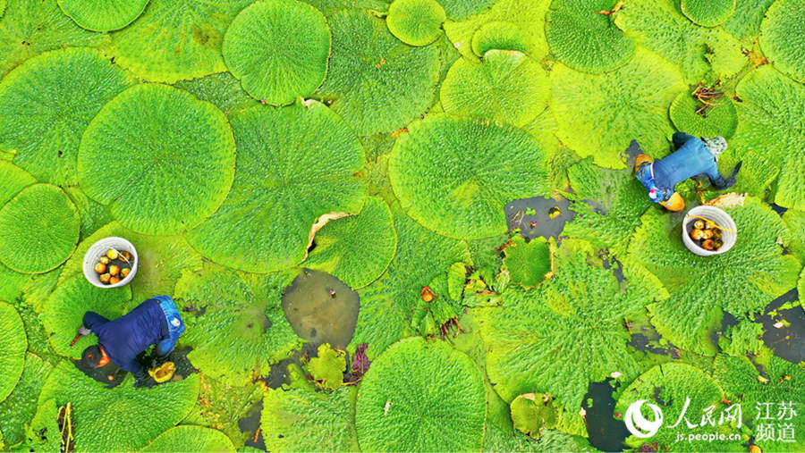 China's Jiangsu reaps a bumper autumn harvest