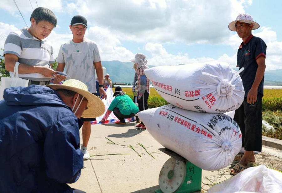 Super hybrid rice variant achieves unit yield of over 1,100 kg in Yunnan