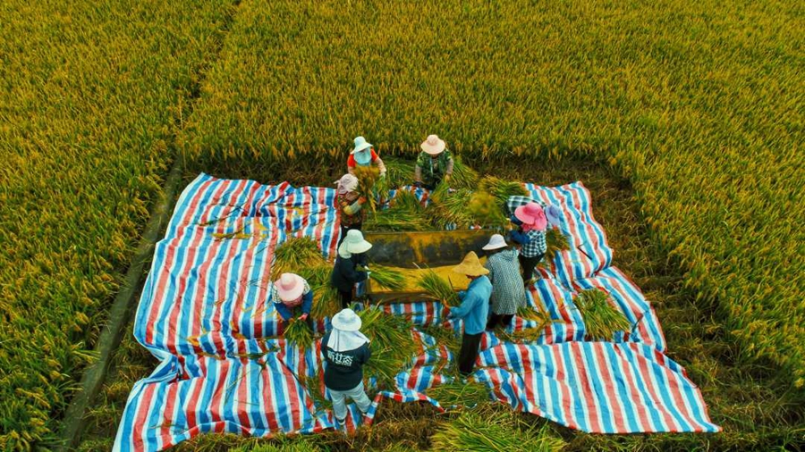 Super hybrid rice variant achieves unit yield of over 1,100 kg in Yunnan