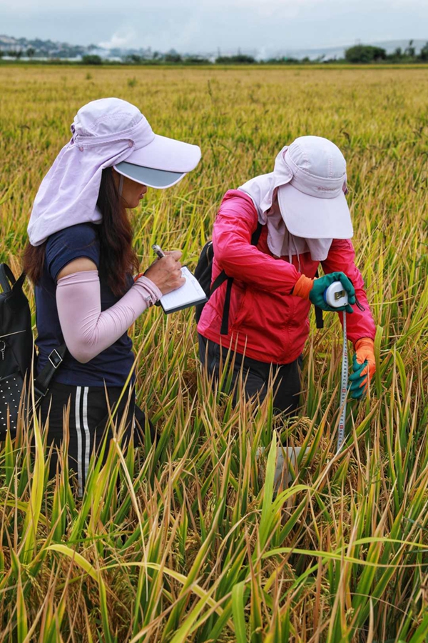 Super hybrid rice variant achieves unit yield of over 1,100 kg in Yunnan