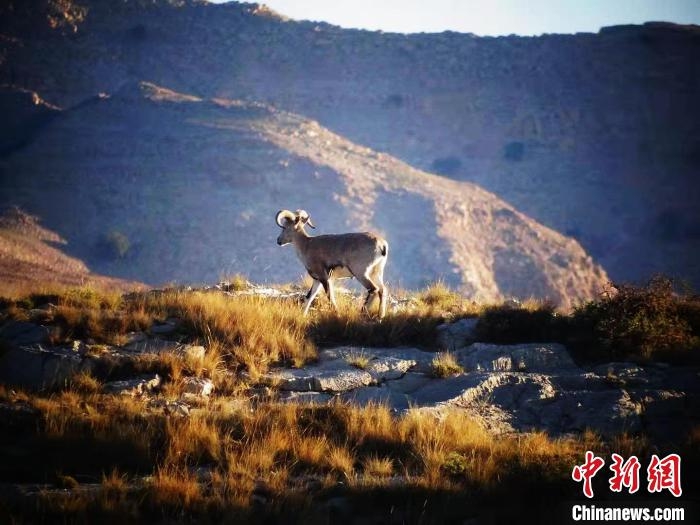 Residents in N China's Inner Mongolia persistently protect rare wild animals