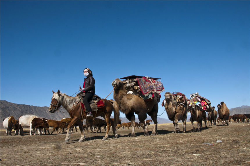 Herdsmen in Xinjiang’s Keketuohai scenic area transfer livestock to autumn pastures