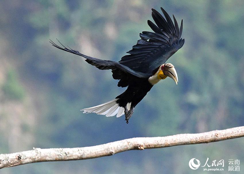 Paradise of birds: Tongbiguan provincial nature reserve in SW China’s Yunnan