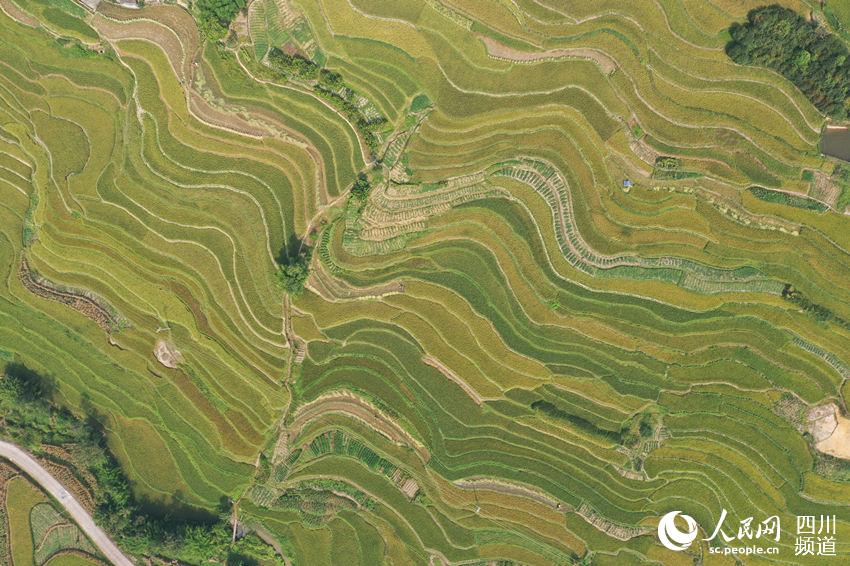 Bumper harvest presents a magnificent scene of terraced rice paddies in SW China's Luzhou city