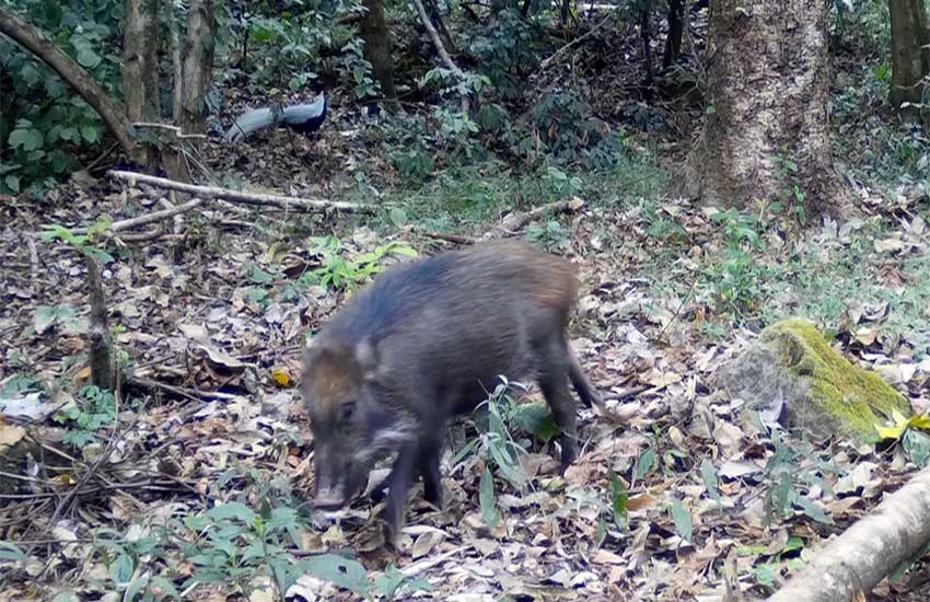 Rare footage of boars, silver pheasants foraging together captured in SW China’s Yunnan