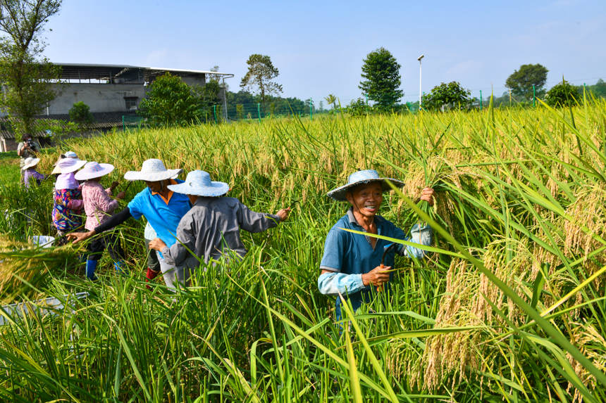Farmers in SW China's Chongqing start to harvest 2-meter-high 