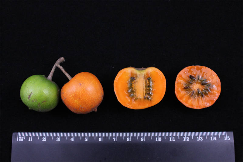 Wuhan Botanical Garden holds open day event showcasing large variety of kiwifruit