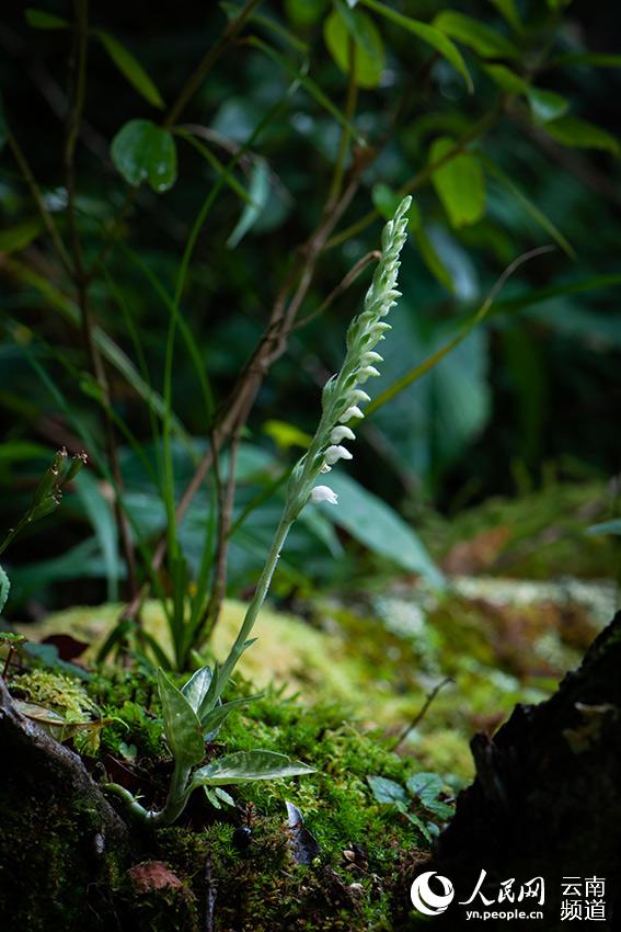 Rattlesnake plantain boasting the world's smallest seeds sighted in Yunnan, SW China