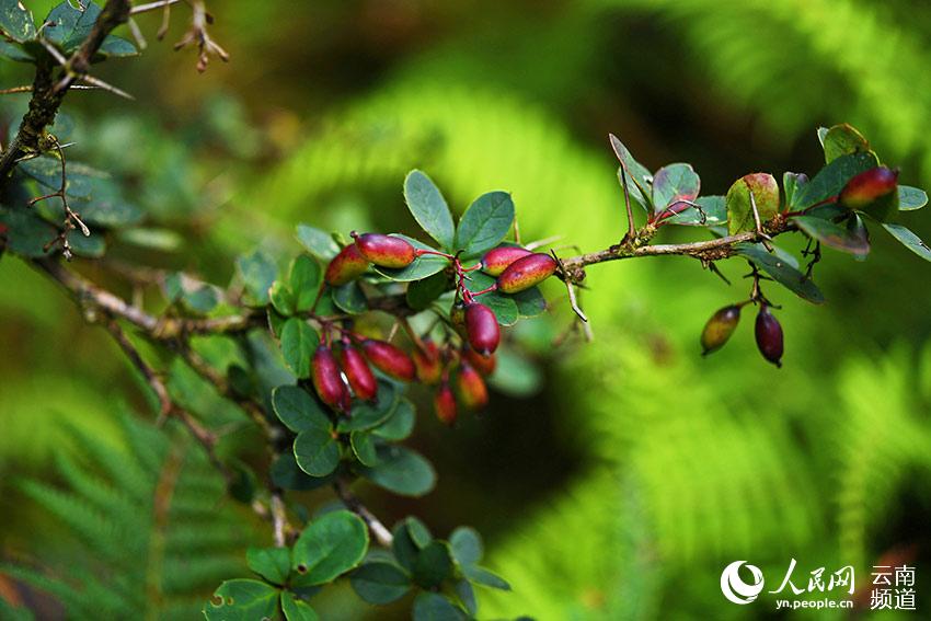 China's endemic plant species lost over 80 years rediscovered in Longling, Yunnan