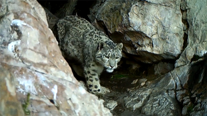 China’s Qilian Mountain National Park: home to a wide variety of rare wild animals