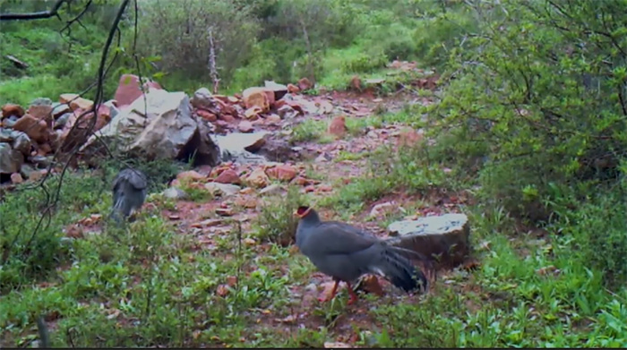 China’s Qilian Mountain National Park: home to a wide variety of rare wild animals
