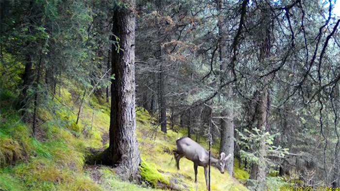 China’s Qilian Mountain National Park: home to a wide variety of rare wild animals