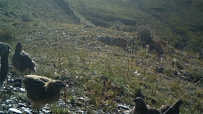 China’s Qilian Mountain National Park: home to a wide variety of rare wild animals