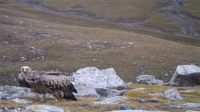 China’s Qilian Mountain National Park: home to a wide variety of rare wild animals