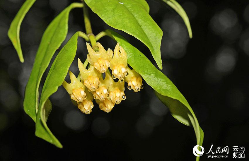 Visit Longling Xiaoheishan Provincial Nature Reserve where 11 Hoya species are found