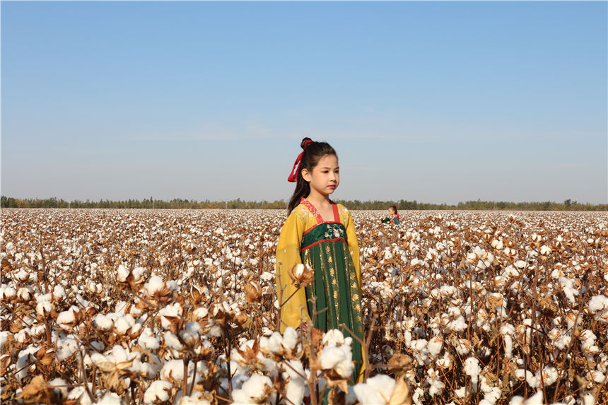Fashion show held in cotton field in Xinjiang