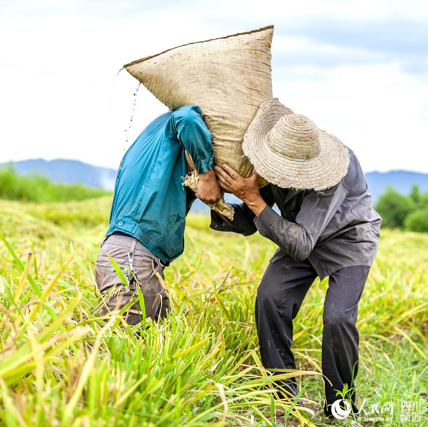 SW China's Luzhou sees bumper rice harvest