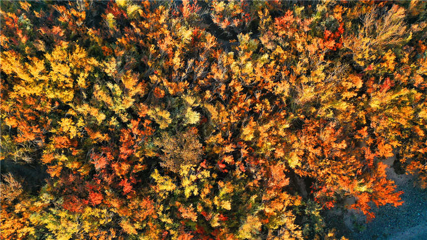 Autumn scenery of Red River Valley in NW China's Xinjiang