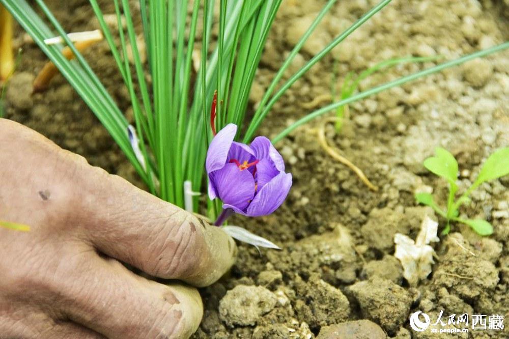 Saffron crocus ushers in a bumper crop in SW China's Tibet