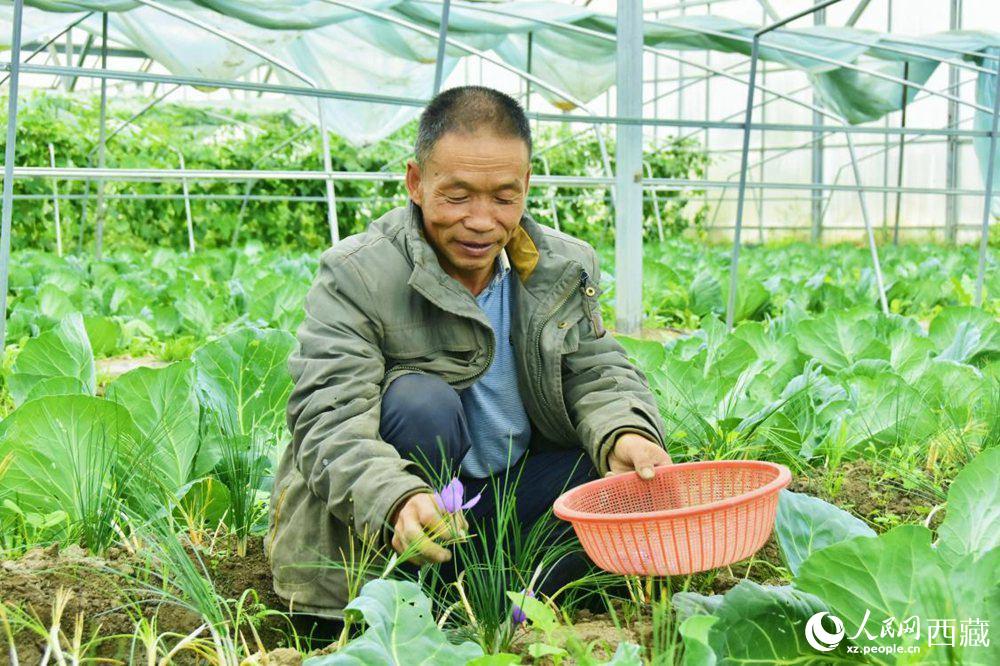 Saffron crocus ushers in a bumper crop in SW China's Tibet